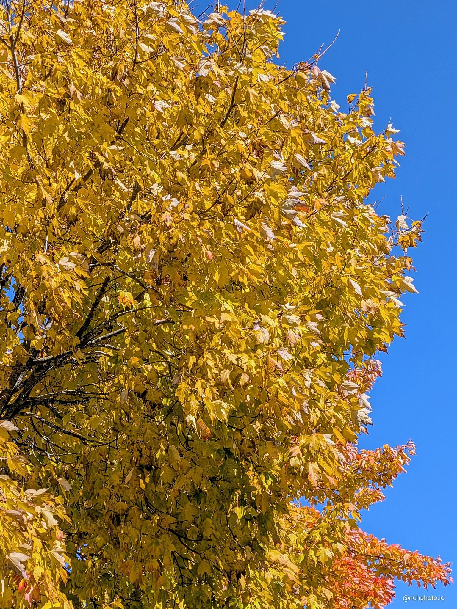 A tree in my front yard. You can capture photos anywhere!