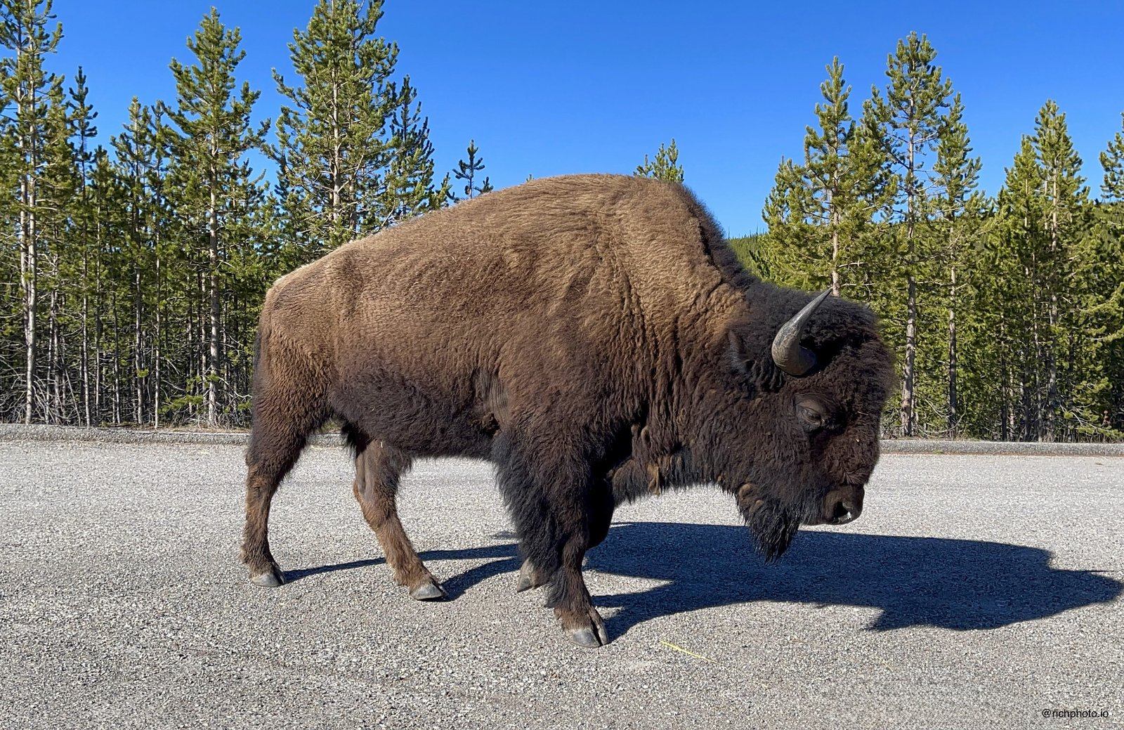 American bison standing on a gravel pullout in front of lodgepole pines, Yellowstone National Park, shot on iPhone