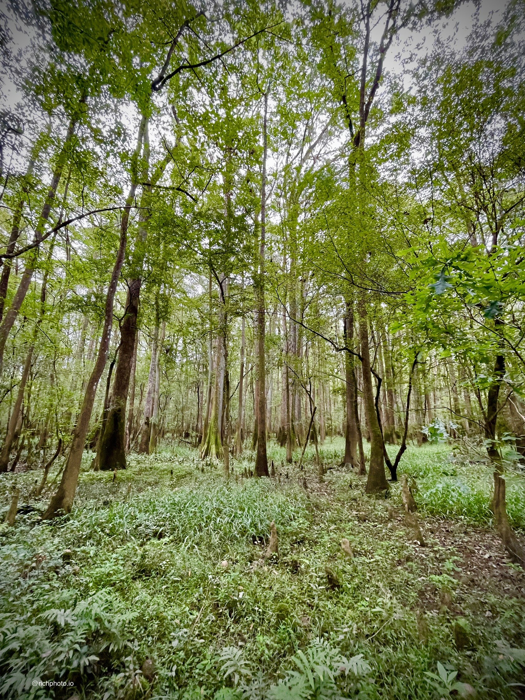 All That Green, Congaree National Park, South Carolina