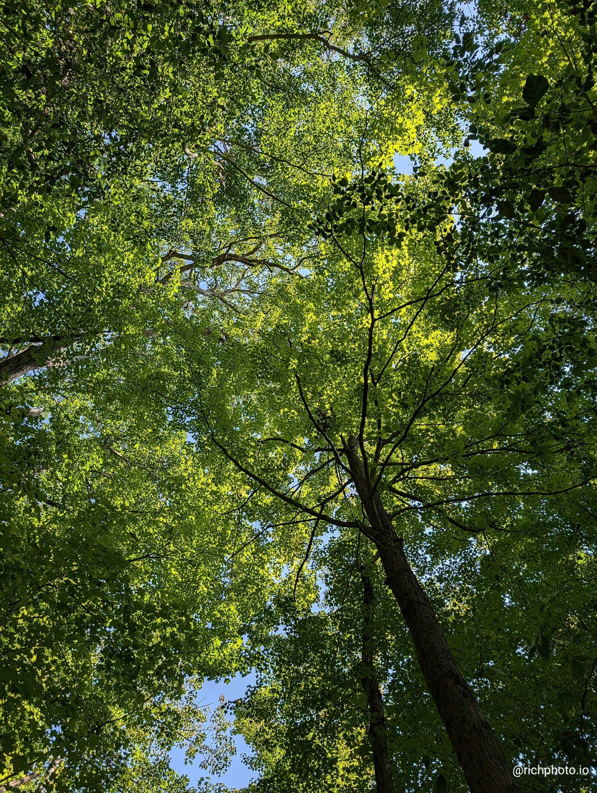 Valley Ceiling, Cuyahoga Valley National Park, Ohio