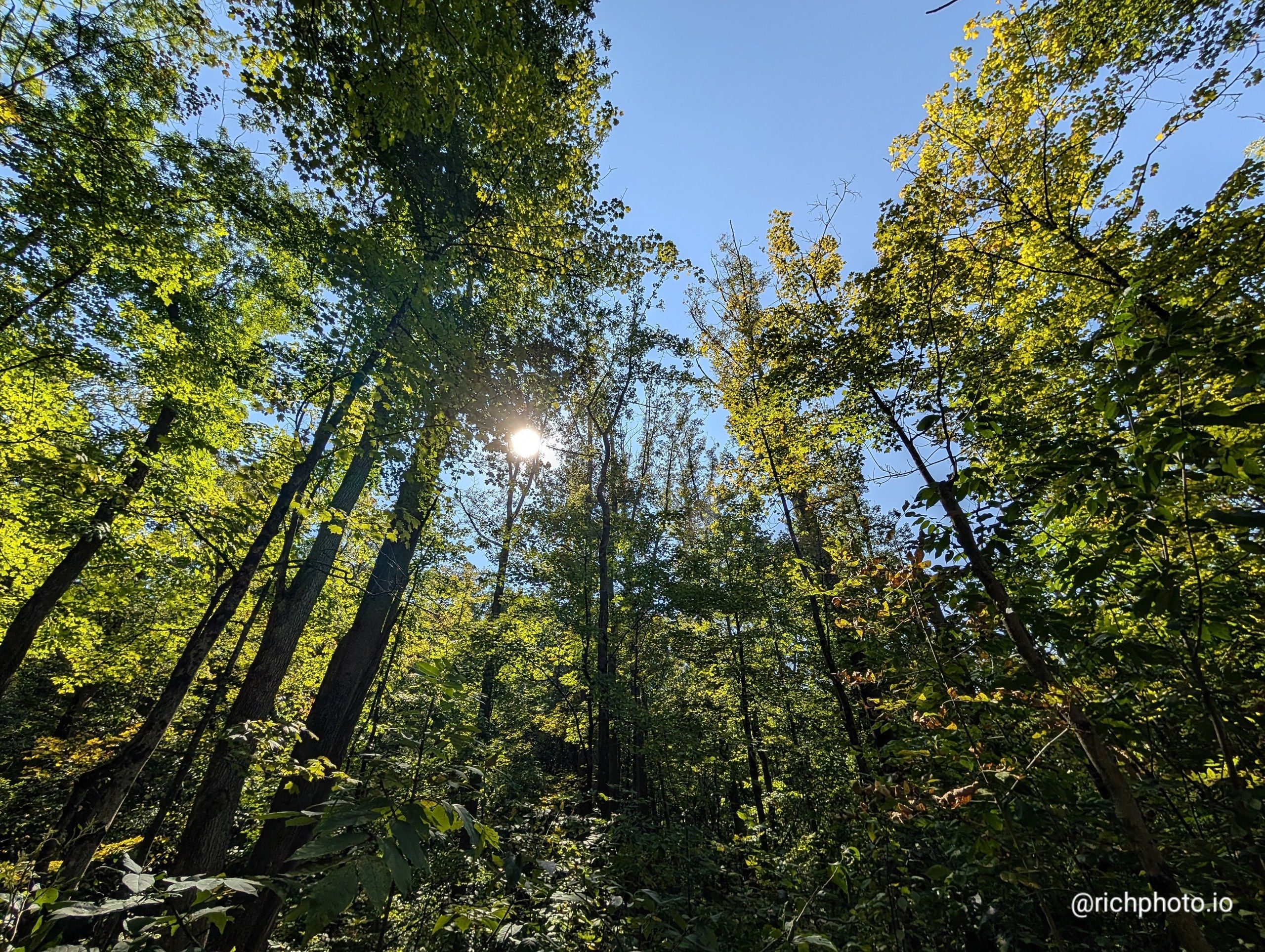 Held in the Branches, Cuyahoga Valley National Park, Ohio