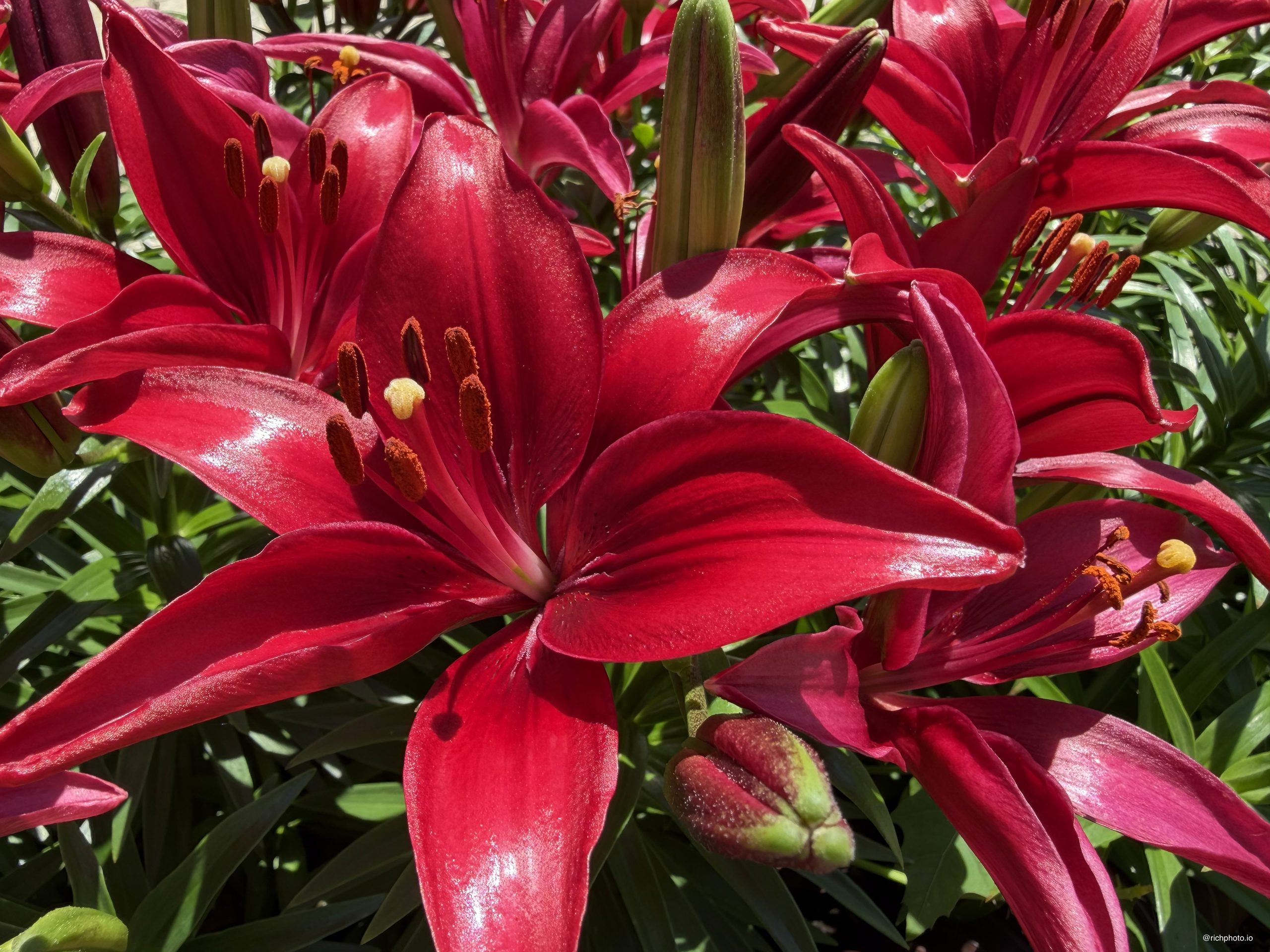 Red Lilies, Lexington, Kentucky