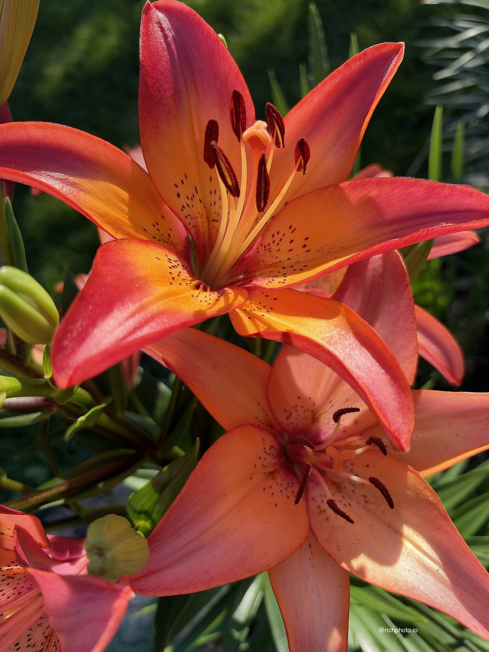 Two Lilies, Lexington, Kentucky