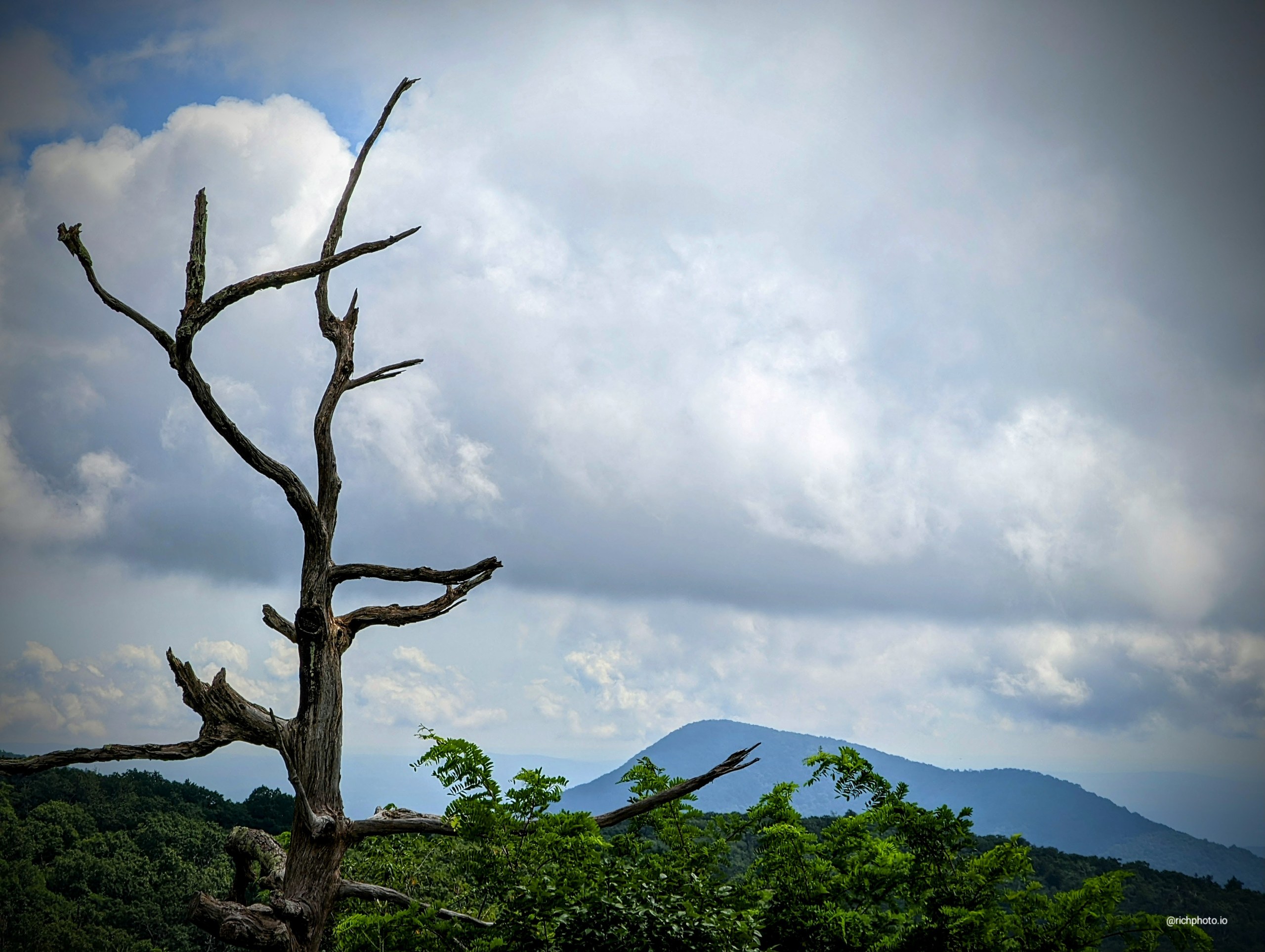Still Standing, Shenandoah National Park, Virginia