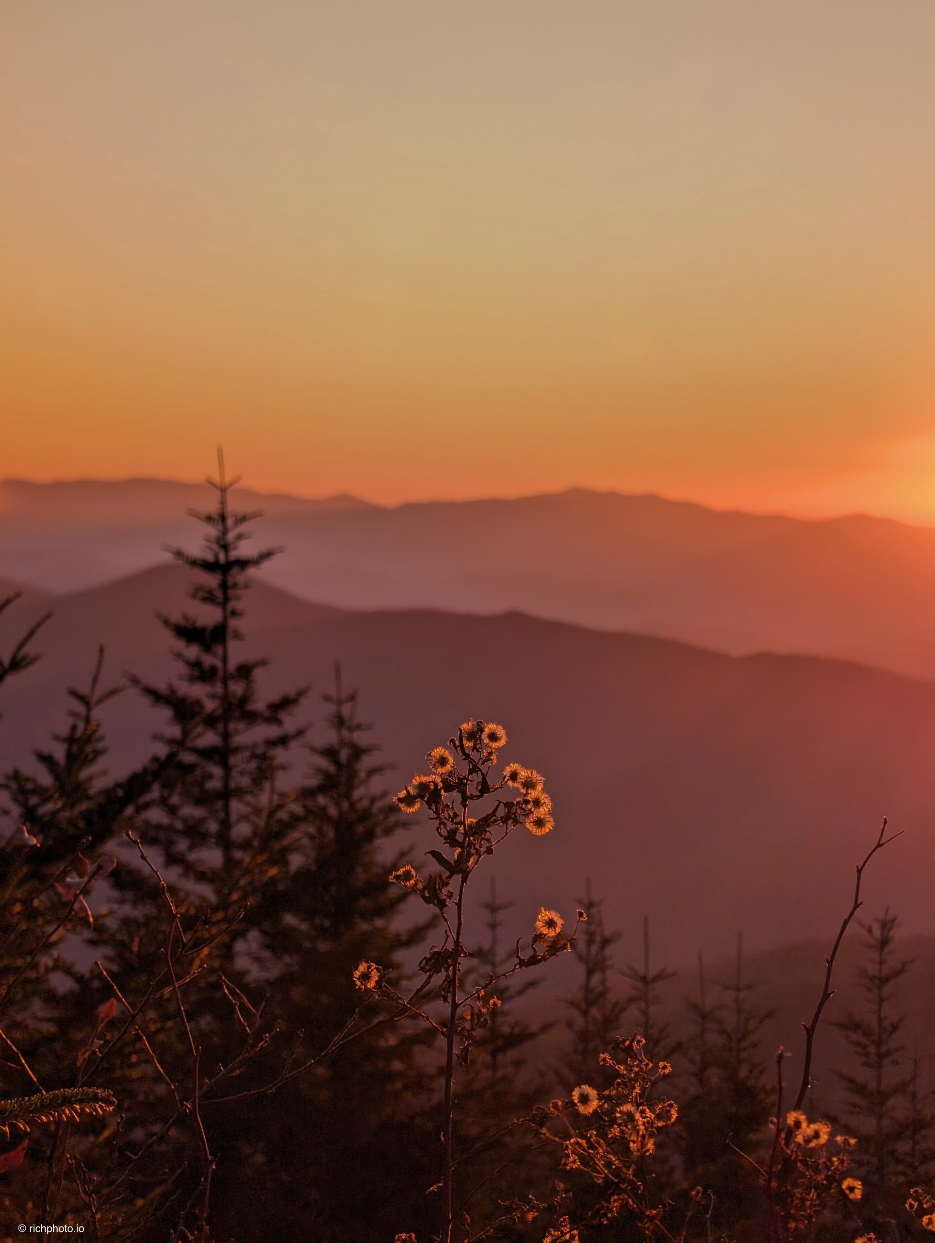 Still Standing, Great Smoky Mountains National Park