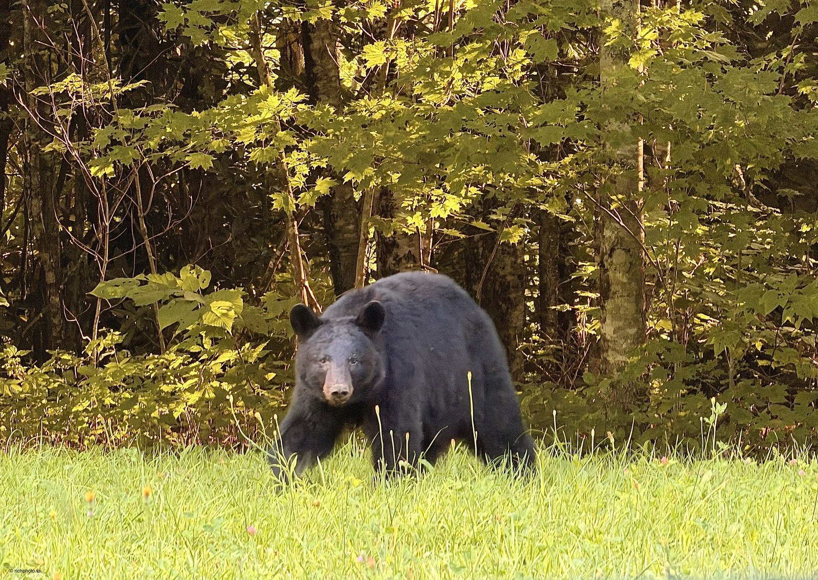 The Bear, Great Smoky Mountains National Park