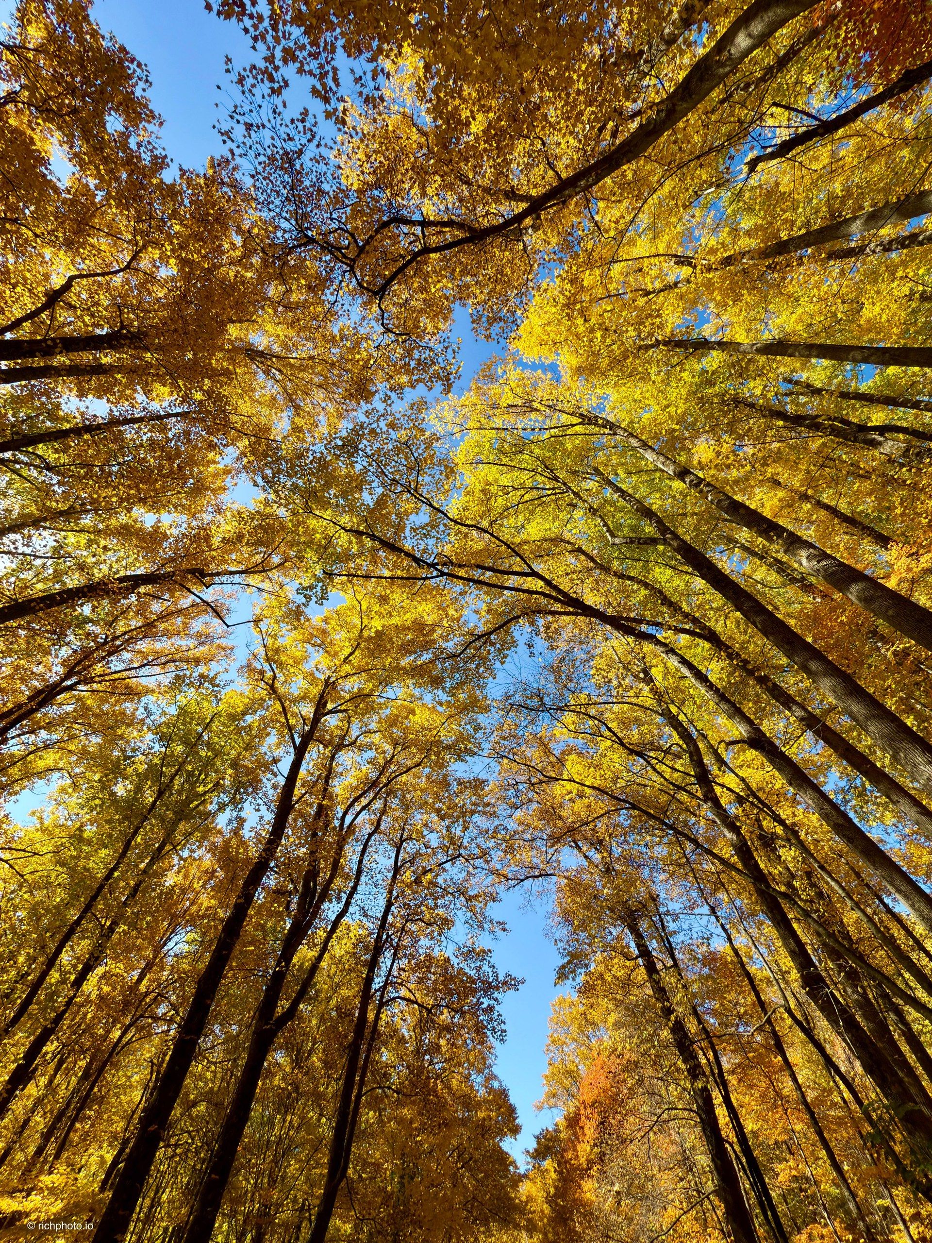 Looking Up, Great Smoky Mountains National Park