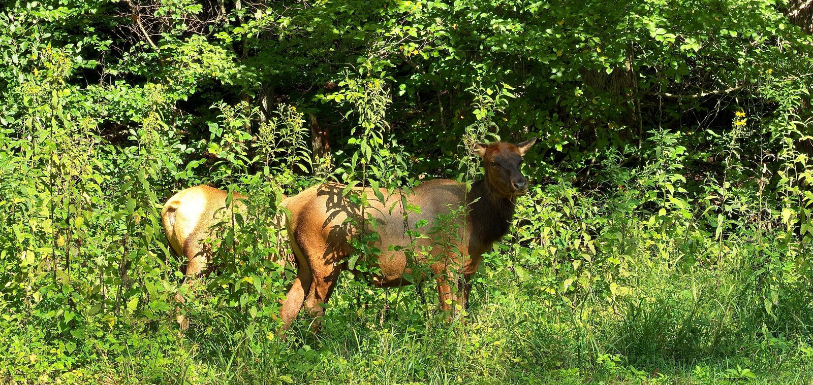 The Elk, Great Smoky Mountains National Park