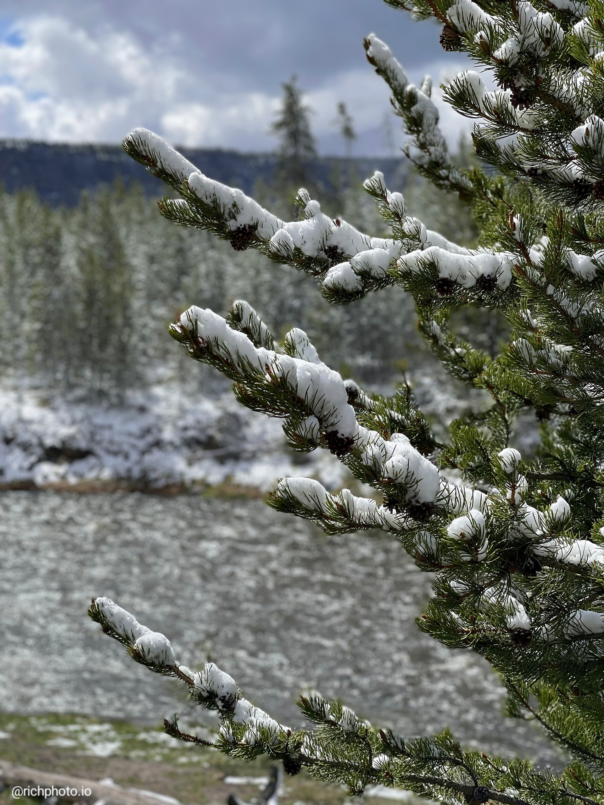 Still Holding Winter, Yellowstone National Park
